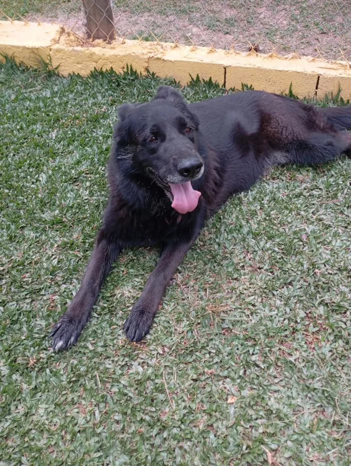 Cachorro raça Pastor Alemão idade 6 ou mais anos nome Red e Amora