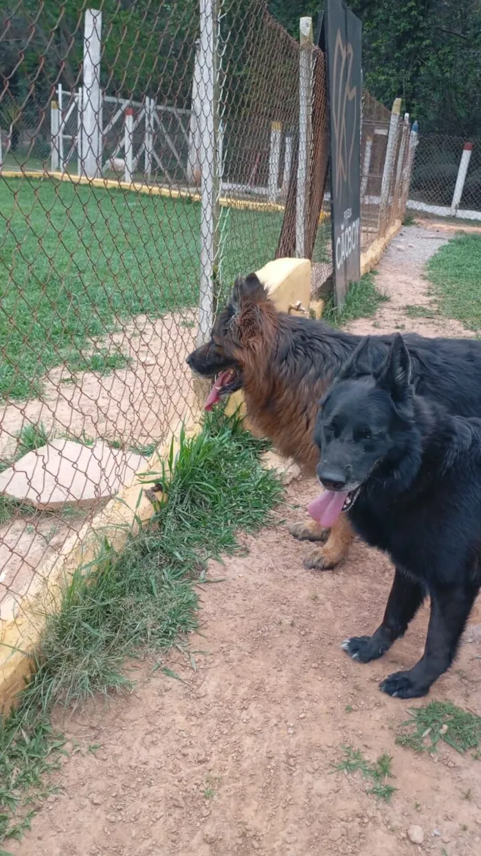 Cachorro raça Pastor Alemão idade 6 ou mais anos nome Red e Amora