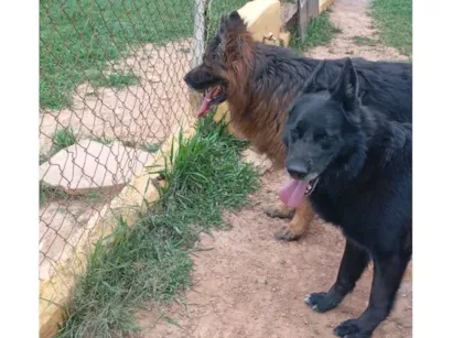 Cachorro raça Pastor Alemão idade 6 ou mais anos nome Red e Amora