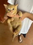 Gato raça SRD-ViraLata idade 2 a 6 meses nome Gato macho filhote laranja (não possui movimento nas duas patas de trás)