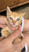 Gato raça SRD-ViraLata idade 2 a 6 meses nome Gato macho filhote laranja (não possui movimento nas duas patas de trás)