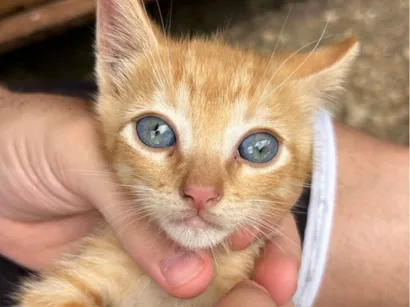 Gato macho filhote laranja (não possui movimento nas duas patas de trás)