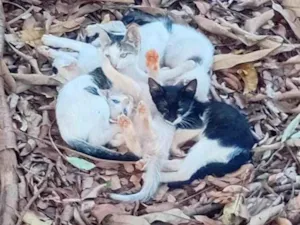 Gatinhos e uma gatinha