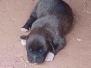 Cachorro raça SRD-ViraLata idade Abaixo de 2 meses nome Pretinho