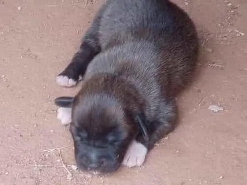 Cachorro raça SRD-ViraLata idade Abaixo de 2 meses nome Pretinho