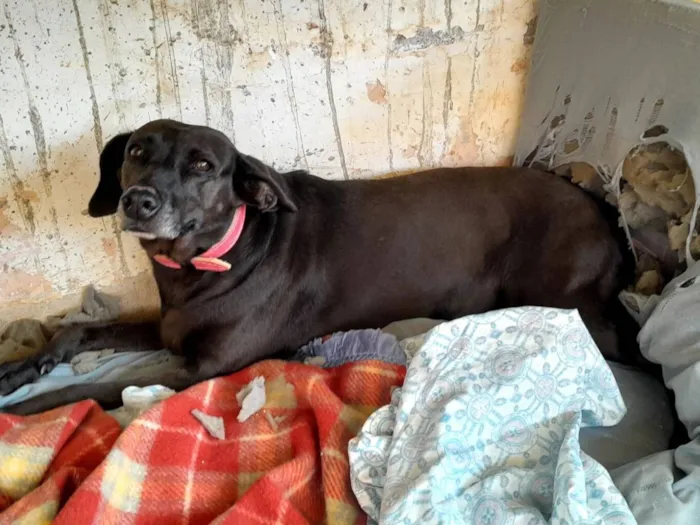 Cachorro raça SRD-ViraLata idade 6 ou mais anos nome NEGA