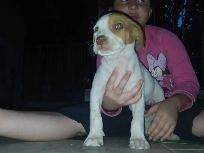 Cachorro raça Pit-Bull idade 2 a 6 meses nome Filhotes