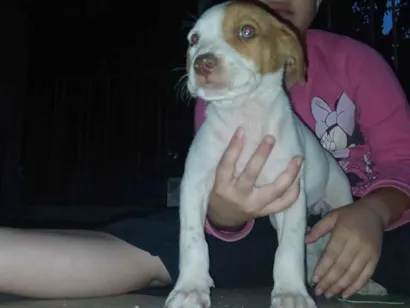 Cachorro raça Pit-Bull idade 2 a 6 meses nome Filhotes