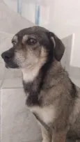 Cachorro raça SRD-ViraLata idade 5 anos nome Sem nome 