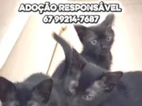Gato raça SRD-ViraLata idade Abaixo de 2 meses nome Pretinhos