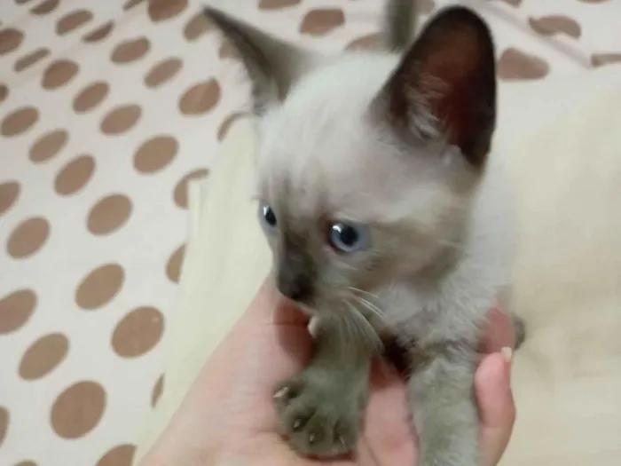 Gato raça Siamês idade Abaixo de 2 meses nome Não tem nome 