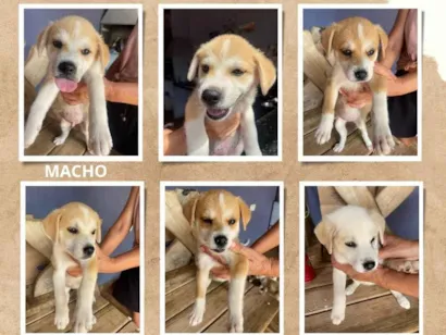 Cachorro raça SRD-ViraLata idade Abaixo de 2 meses nome Adoção responsável 