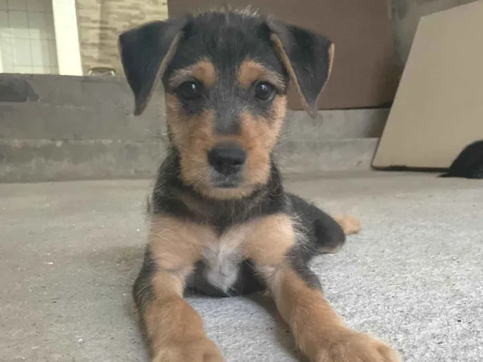 Cachorro raça SRD-ViraLata idade 2 a 6 meses nome Max