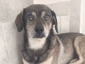Cachorro raça SRD-ViraLata idade 5 anos nome Sem nome 