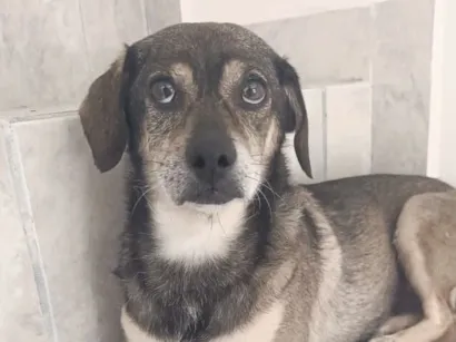 Cachorro raça SRD-ViraLata idade 5 anos nome Sem nome 