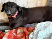 Cachorro raça SRD-ViraLata idade 6 ou mais anos nome NEGA