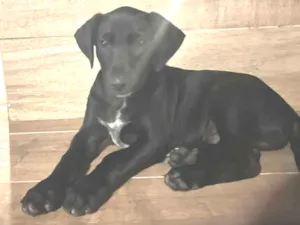 Cachorro raça SRD-ViraLata idade 2 a 6 meses nome Chico