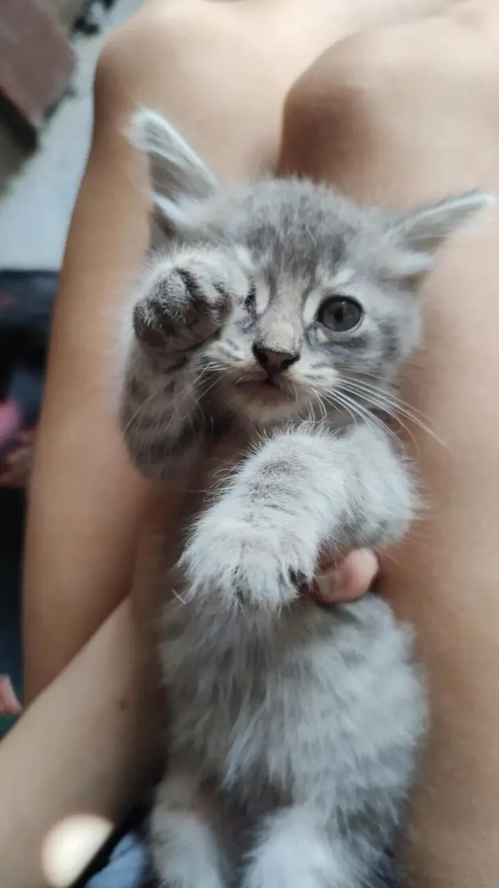 Gato raça SRD-ViraLata idade Abaixo de 2 meses nome Tigrao