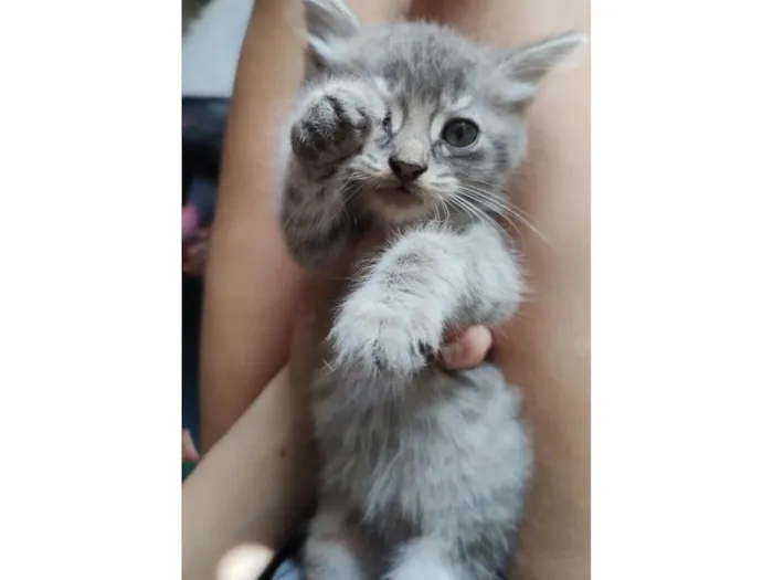 Gato raça SRD-ViraLata idade Abaixo de 2 meses nome Tigrao