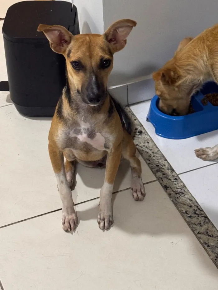 Cachorro raça SRD-ViraLata idade 2 a 6 meses nome Eva 