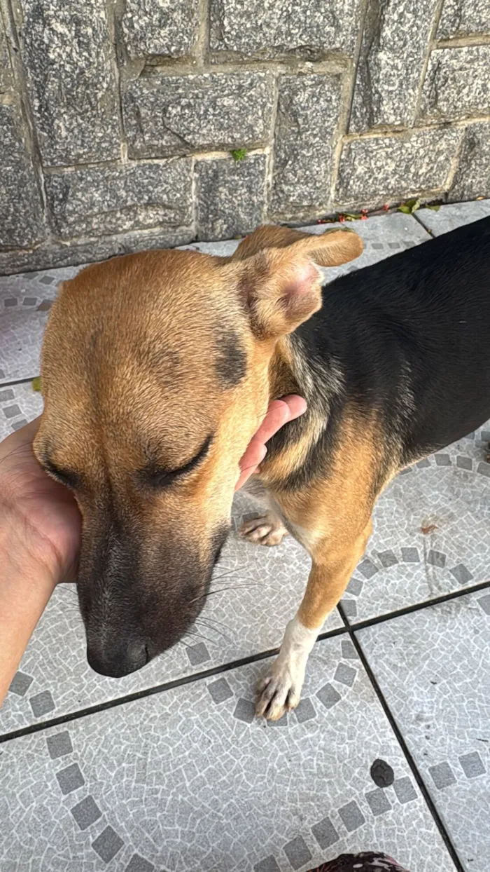 Cachorro raça SRD-ViraLata idade 2 a 6 meses nome Eva 