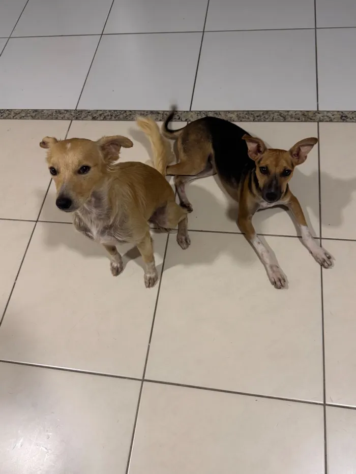 Cachorro raça SRD-ViraLata idade 2 a 6 meses nome Eva 