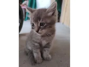 Gato raça SRD-ViraLata idade Abaixo de 2 meses nome Selvagem