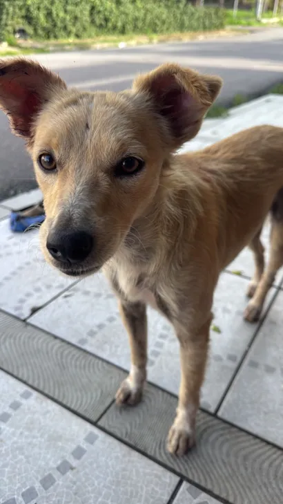Cachorro raça SRD-ViraLata idade 2 a 6 meses nome Panqueca