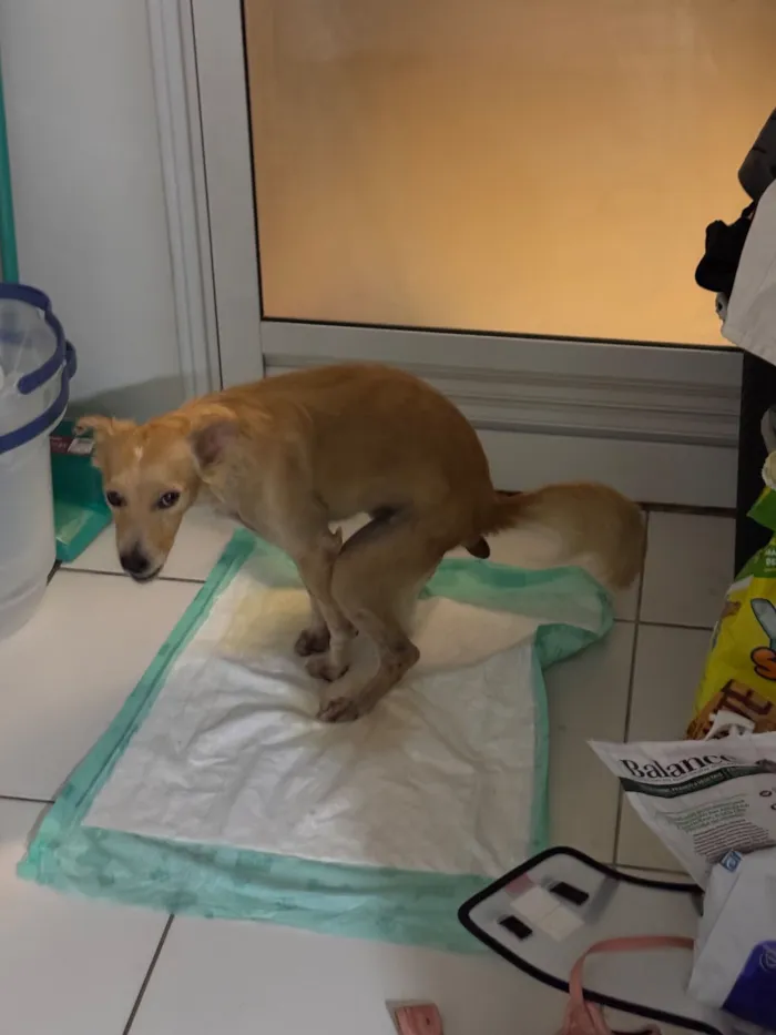 Cachorro raça SRD-ViraLata idade 2 a 6 meses nome Panqueca