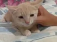 Gato raça SRD-ViraLata idade Abaixo de 2 meses nome Amarelinha