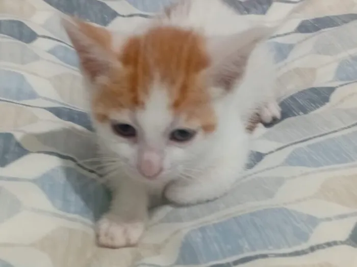 Gato raça SRD-ViraLata idade Abaixo de 2 meses nome Chica
