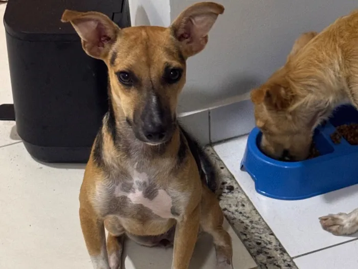 Cachorro raça SRD-ViraLata idade 2 a 6 meses nome Eva 