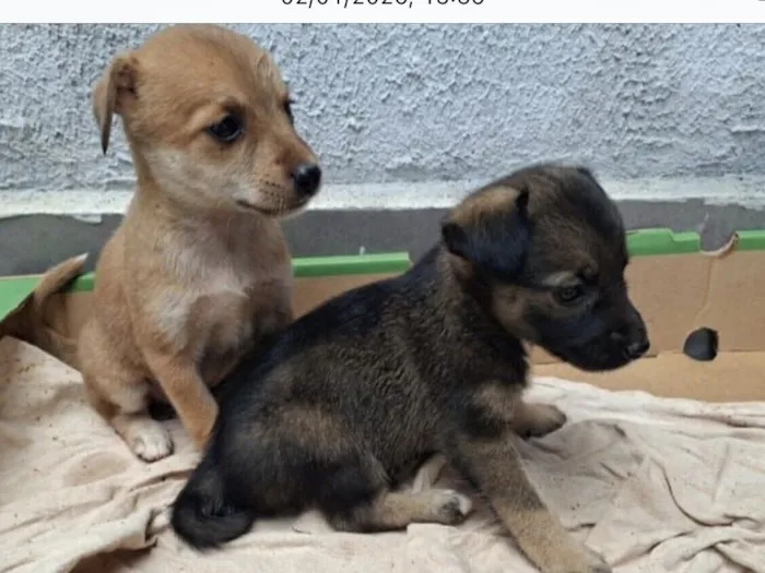 Cachorro raça Pinscher idade 2 a 6 meses nome Caramelo e chocolate 