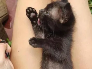 Gato raça SRD-ViraLata idade Abaixo de 2 meses nome Banguelinha