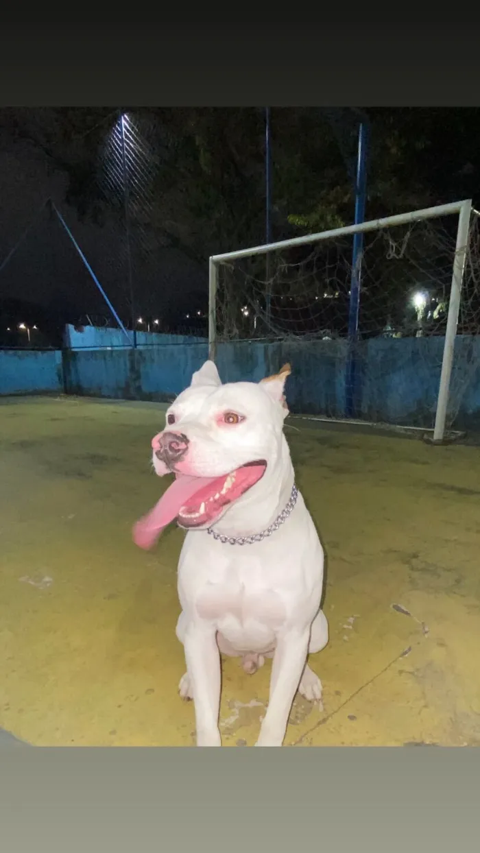 Cachorro raça Pit-Bull idade 1 ano nome Ice