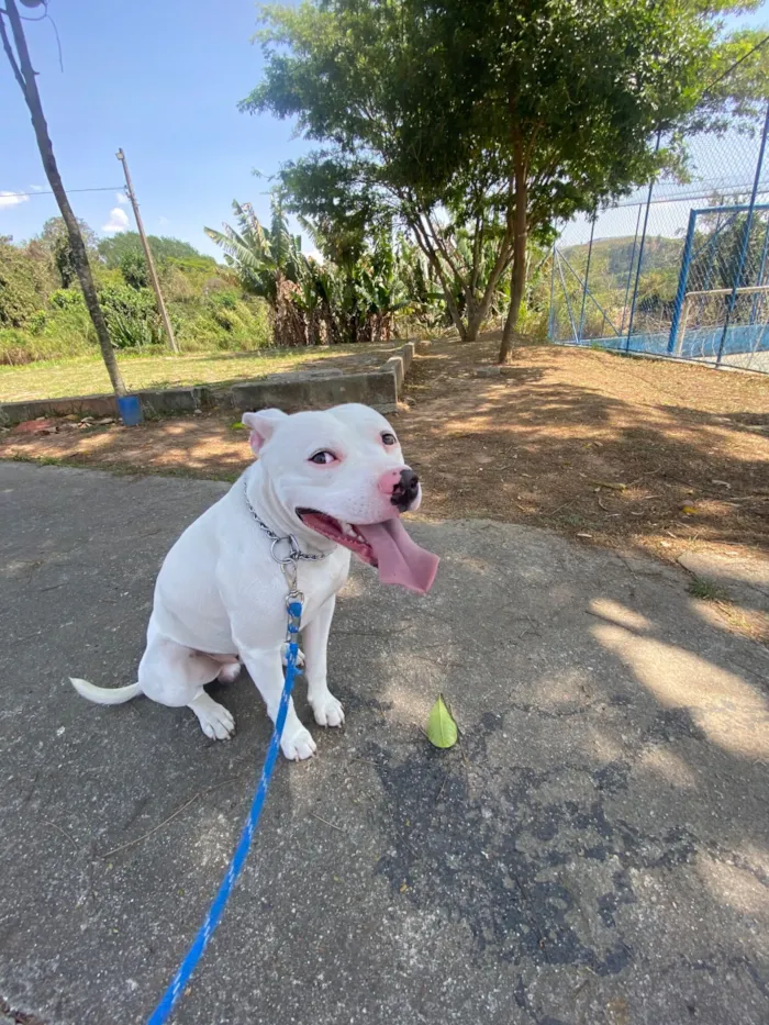 Cachorro raça Pit-Bull idade 1 ano nome Ice