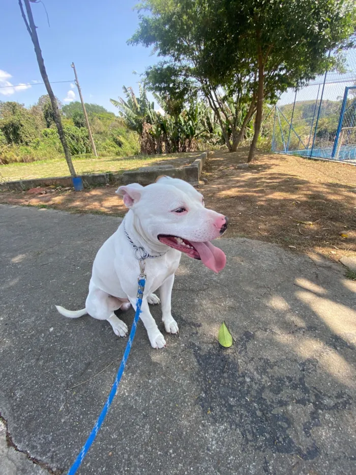 Cachorro raça Pit-Bull idade 1 ano nome Ice
