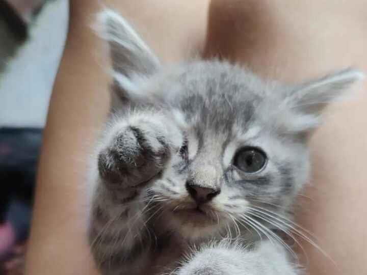 Gato raça SRD-ViraLata idade Abaixo de 2 meses nome Tigrao