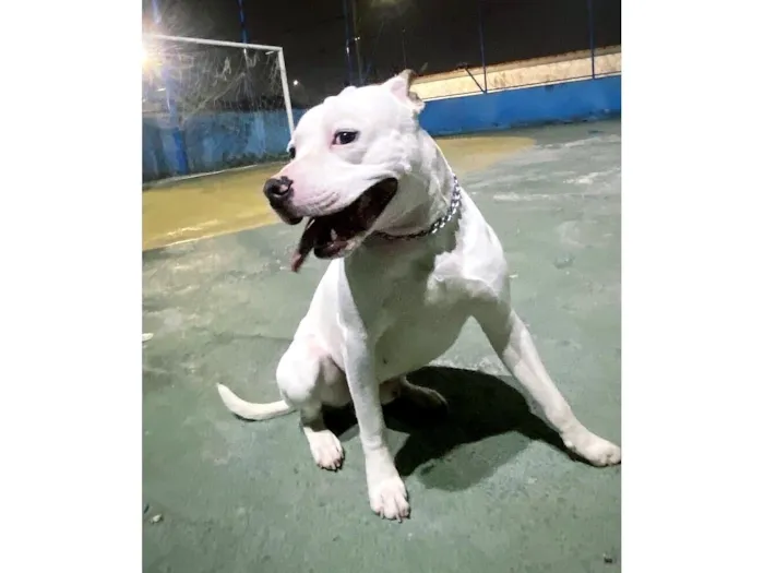 Cachorro raça Pit-Bull idade 1 ano nome Ice