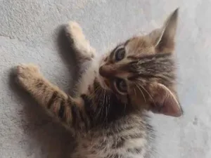 Gato raça SRD-ViraLata idade Abaixo de 2 meses nome Jade