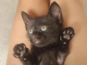 Gato raça SRD-ViraLata idade Abaixo de 2 meses nome Pretinhoo