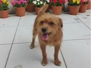 Jake e Apollo (irmãos)