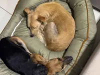 Cachorro raça SRD-ViraLata idade 2 a 6 meses nome Panqueca