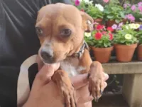 Jake e Apollo (irmãos)