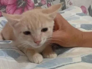 Gato raça SRD-ViraLata idade Abaixo de 2 meses nome Amarelinha