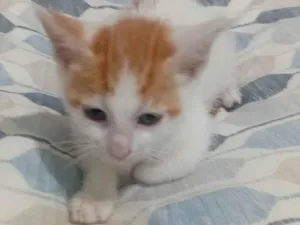Gato raça SRD-ViraLata idade Abaixo de 2 meses nome Chica