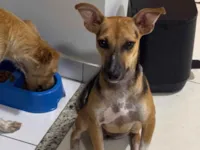 Cachorro raça SRD-ViraLata idade 2 a 6 meses nome Eva 