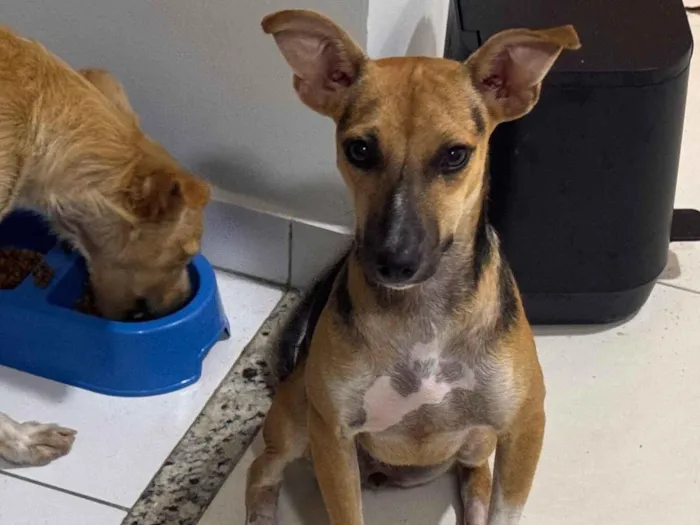 Cachorro raça SRD-ViraLata idade 2 a 6 meses nome Eva 