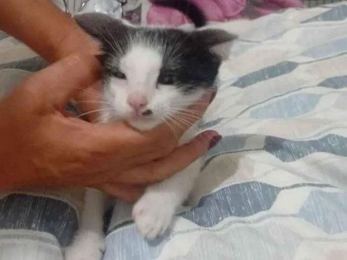 Gato raça SRD-ViraLata idade Abaixo de 2 meses nome Piratinha
