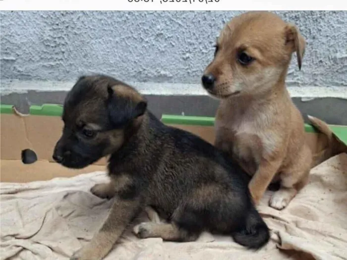 Cachorro raça Pinscher idade 2 a 6 meses nome Caramelo e chocolate 